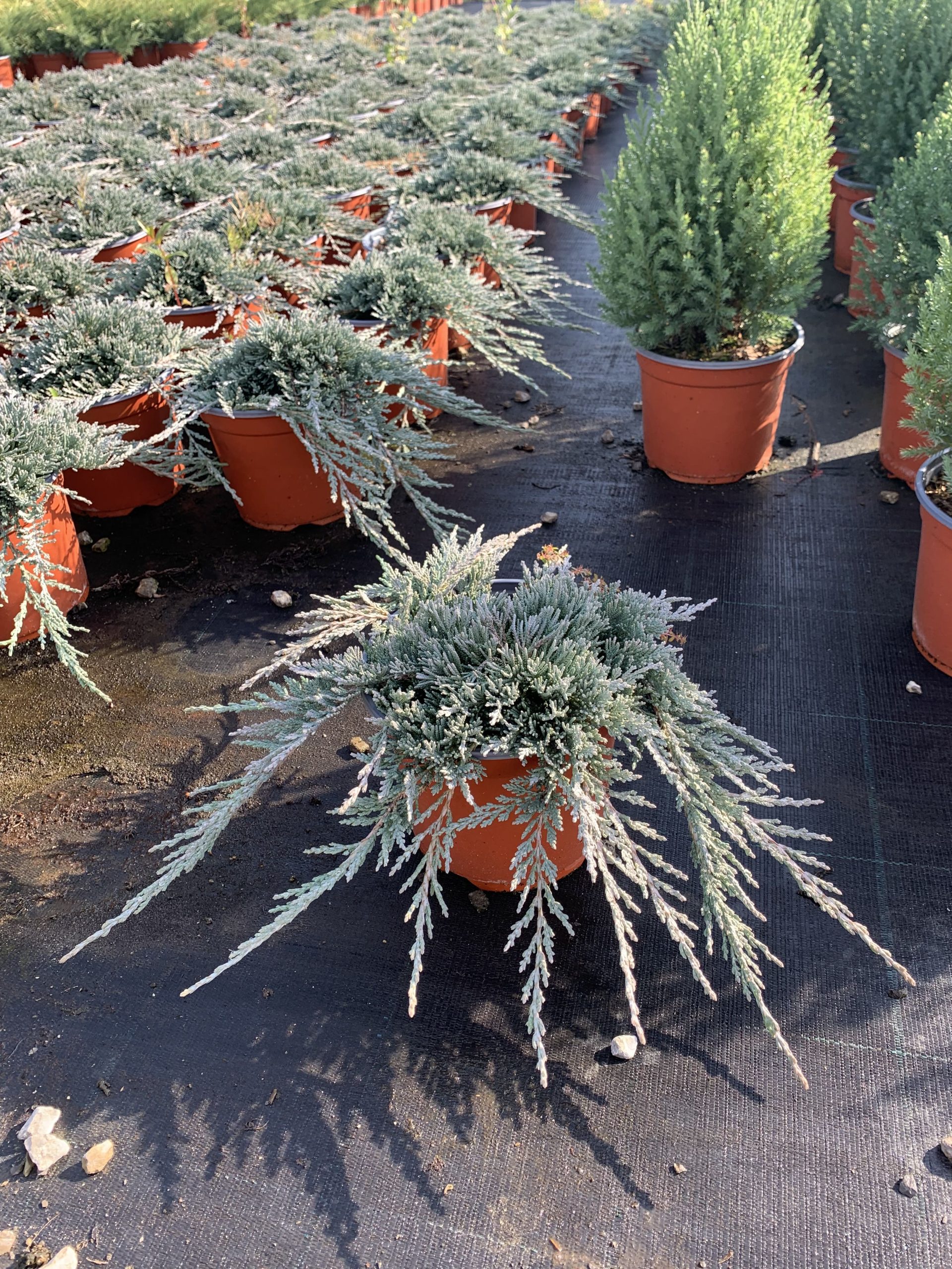 Juniperus "Blue Ice" - immagine 2