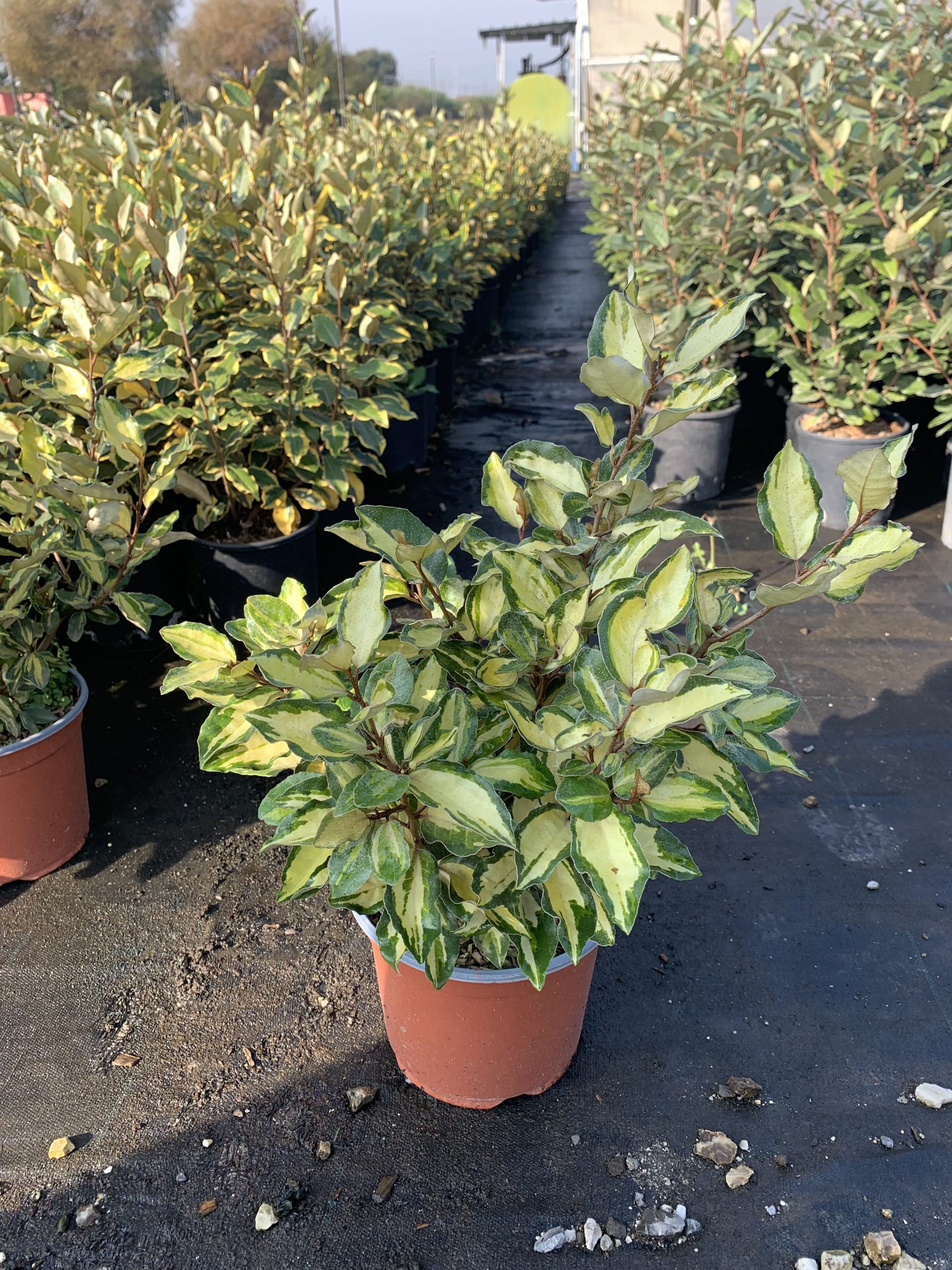 Eleagnus Ebbingei Maryline - immagine 2