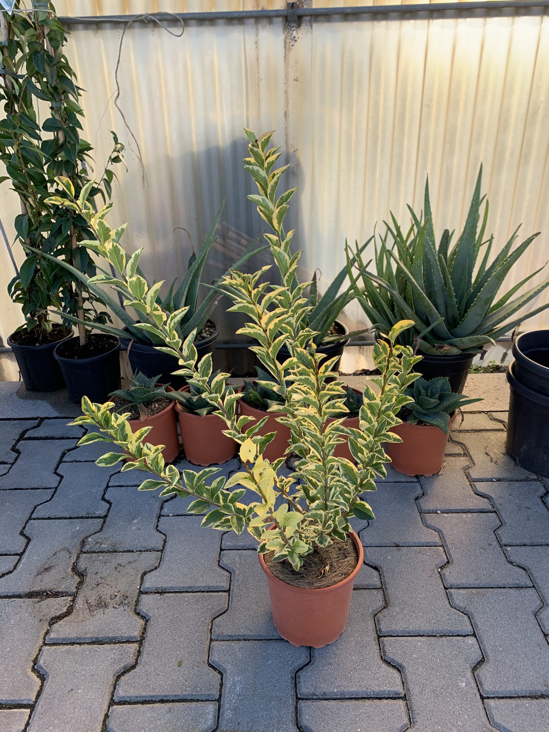 Ligustrum Ovalifolium Aureum - immagine 2