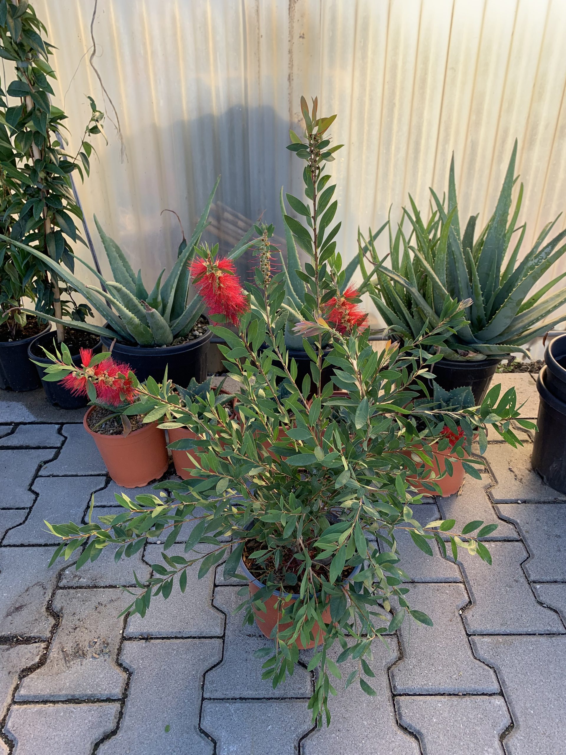 Callistemon Laevis - immagine 2