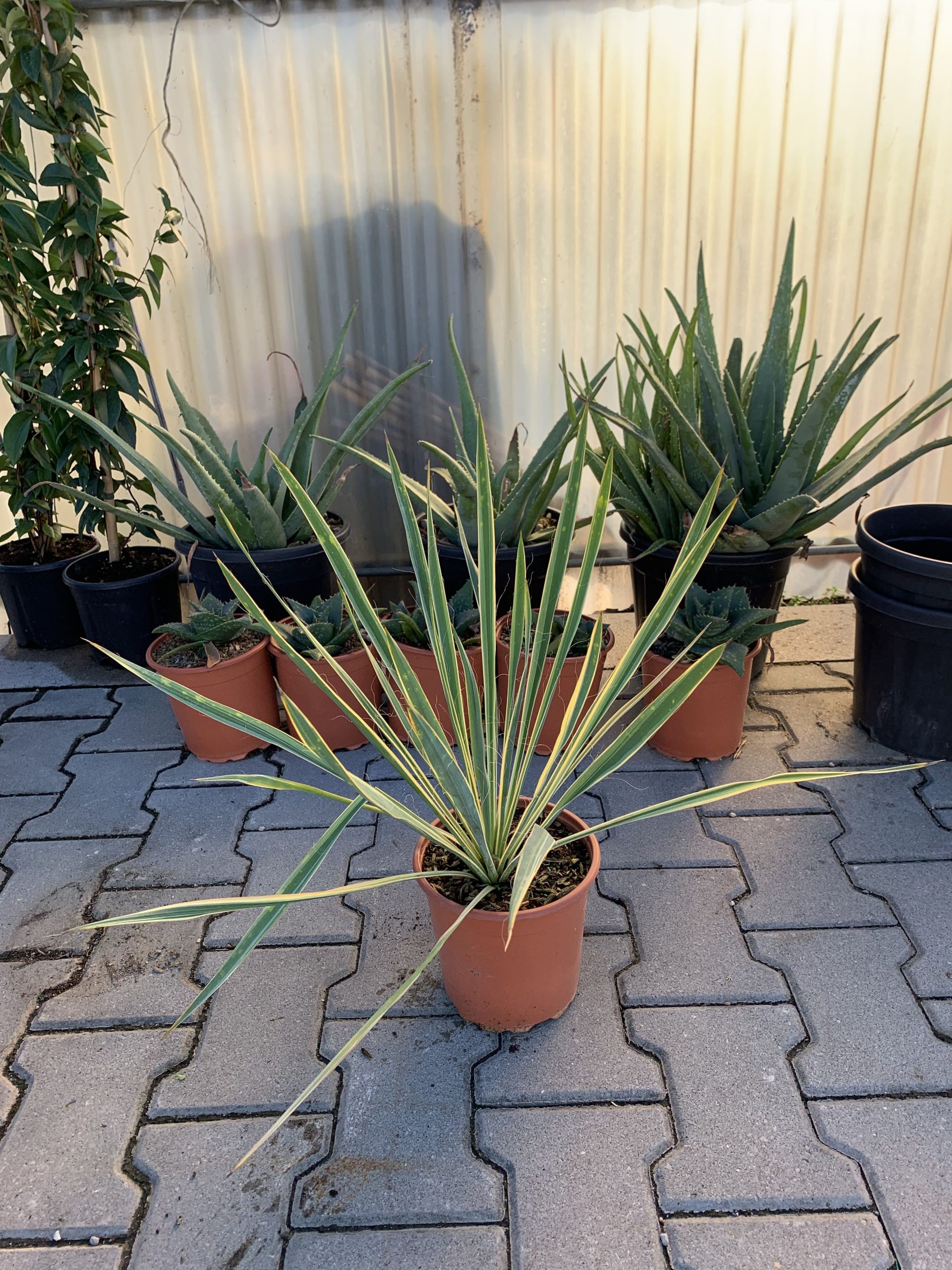 Yucca Filamentosa "Bright Edge" - immagine 2