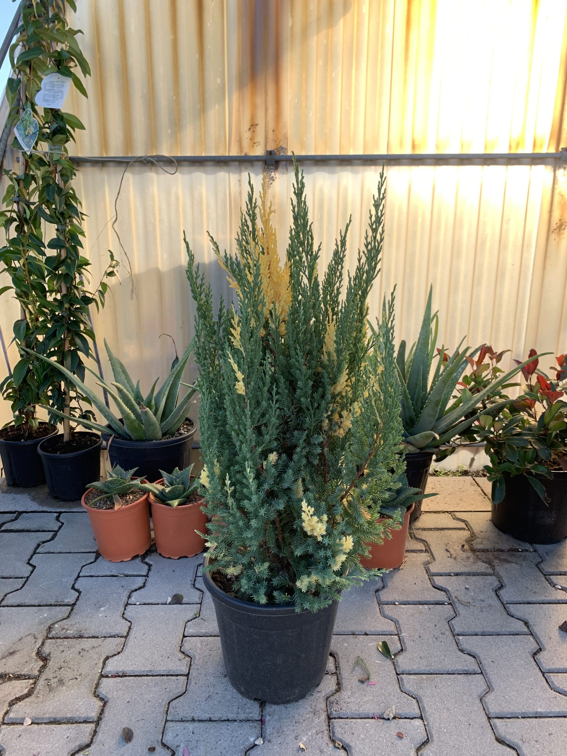 Juniperus chinensis "Stricta" variegato v24 - immagine 2