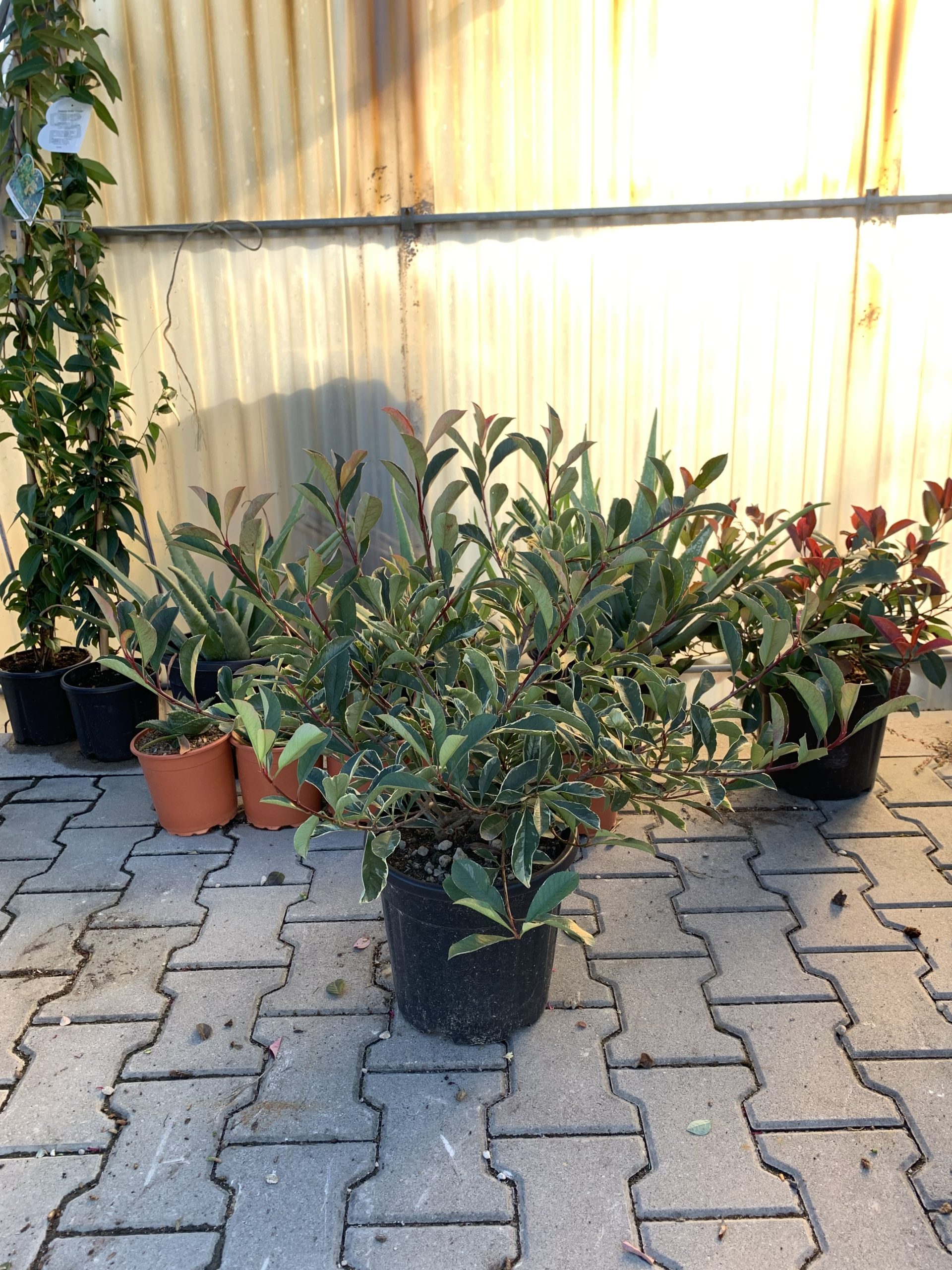 Photinia x Fraseri "Pink Marble" v24 - immagine 2
