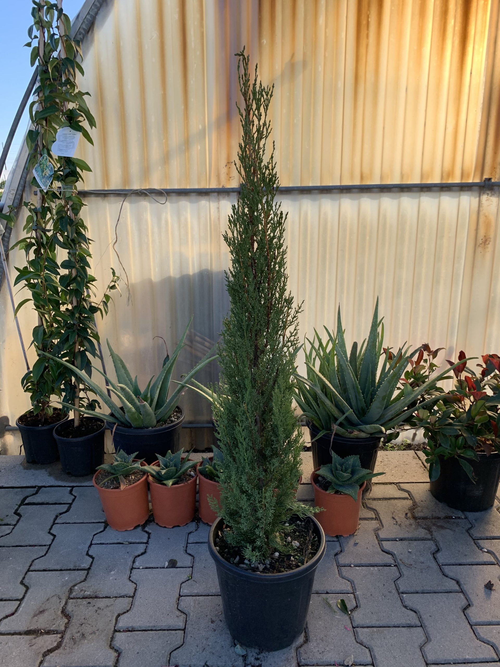 Cipresso Toscano (Cupressus Semprevirens Pyramidalis) v24 - immagine 2