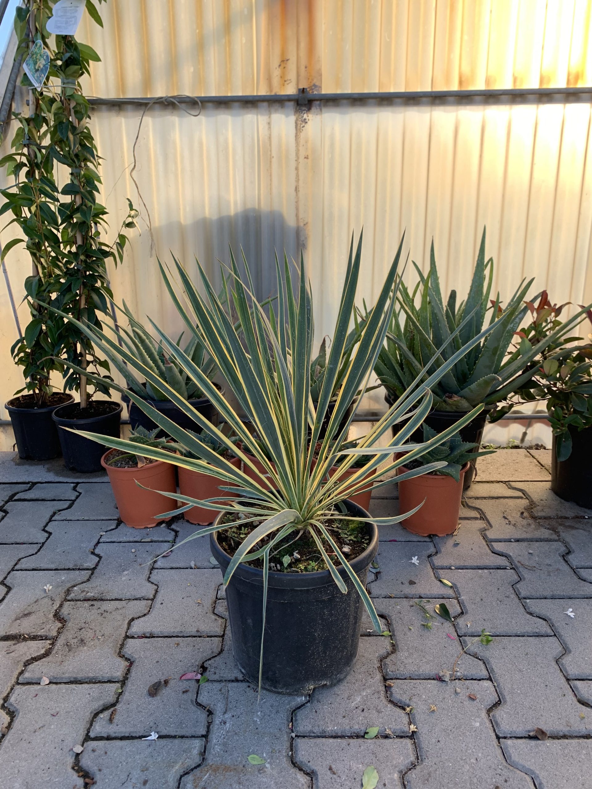 Yucca Filamentosa "Bright Edge" v24 - immagine 2