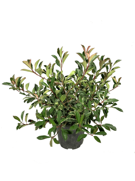 fotinia pink marble variegata vaso 24, arbusto dalle foglie variegate di colore verde e bordi crema, pianta dal portamento cespuglioso e basso