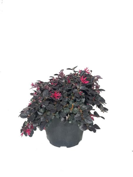 loropetalo black pearl vaso 24, arbusto dalla chioma compatta e fogliame rosso porpora con fiori rossi