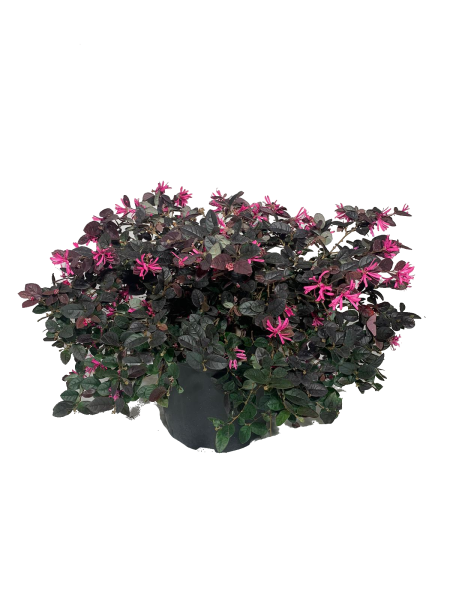loropetalo fire dance vaso 18, pianta con foglie rosso acceso e fiori rosa lucenti