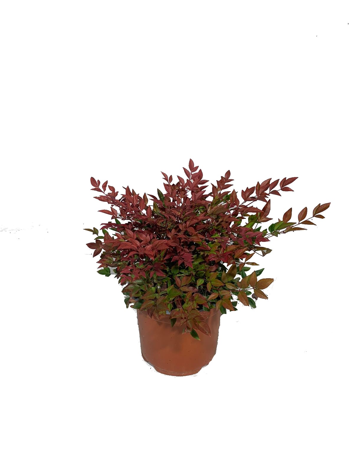 nandina obsessed vaso 18, arbusto dal portamento compatto e con foglie di colore rosso acceso scarlatto