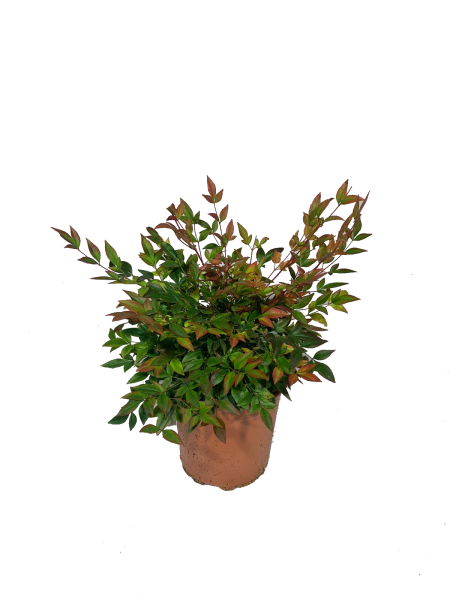 nandina gulf stream vaso 18, pianta dal portamento compatto e la foglia arancio-rosso intenso