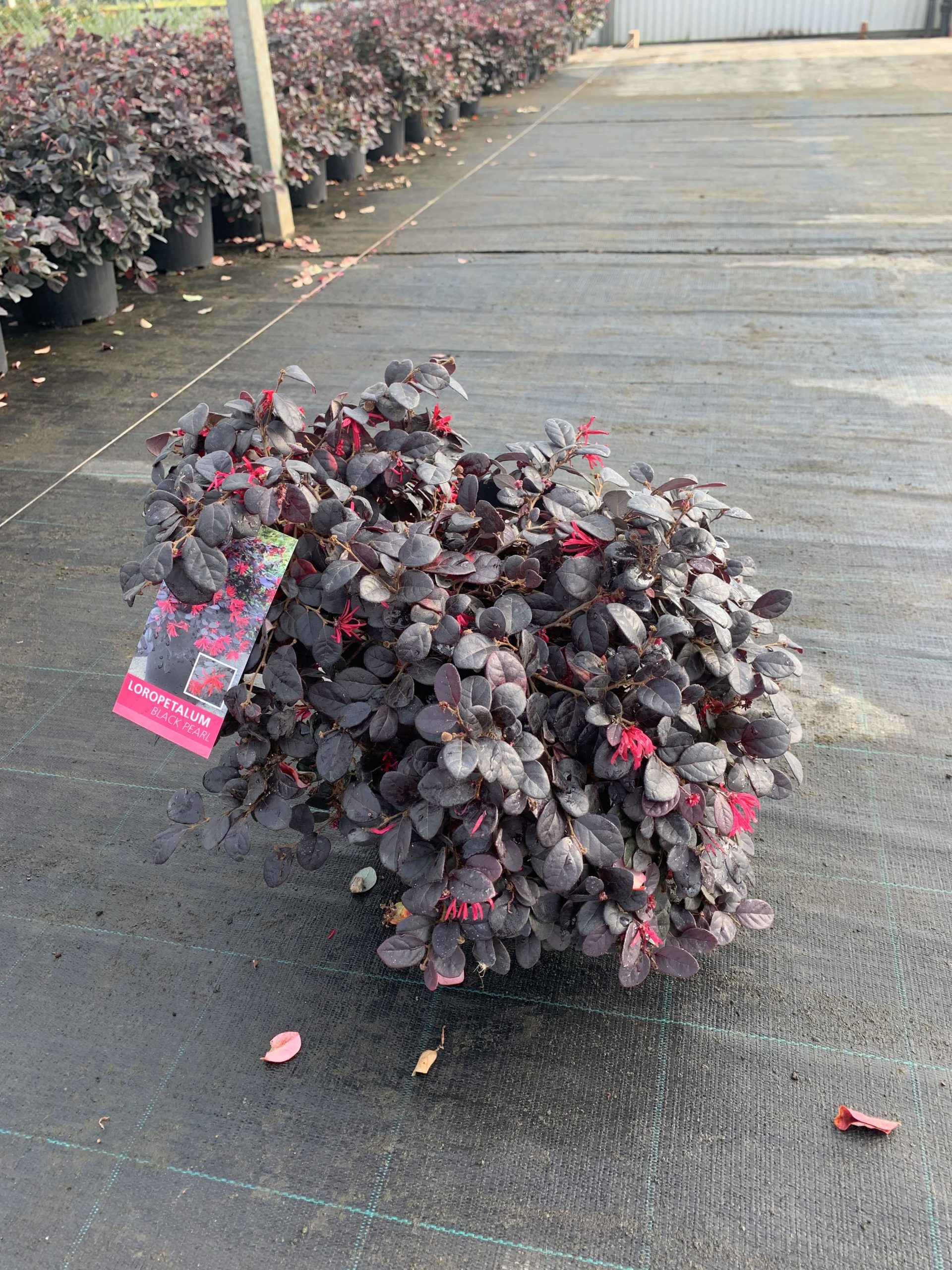 Loropetalum "Black Pearl" v24 - immagine 2