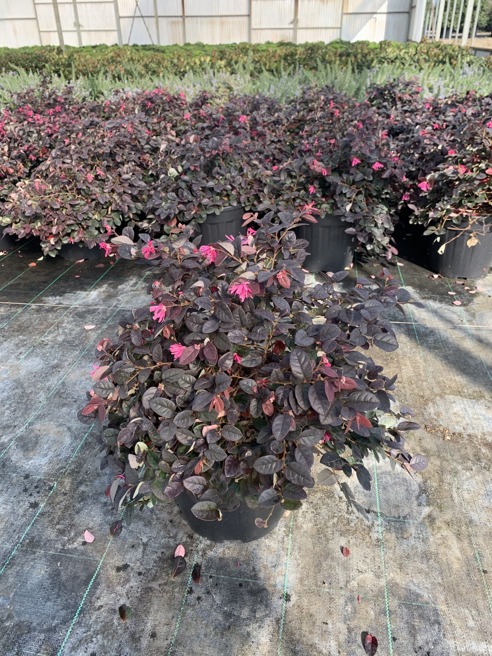 Loropetalum "Fire Dance" v24 - immagine 2