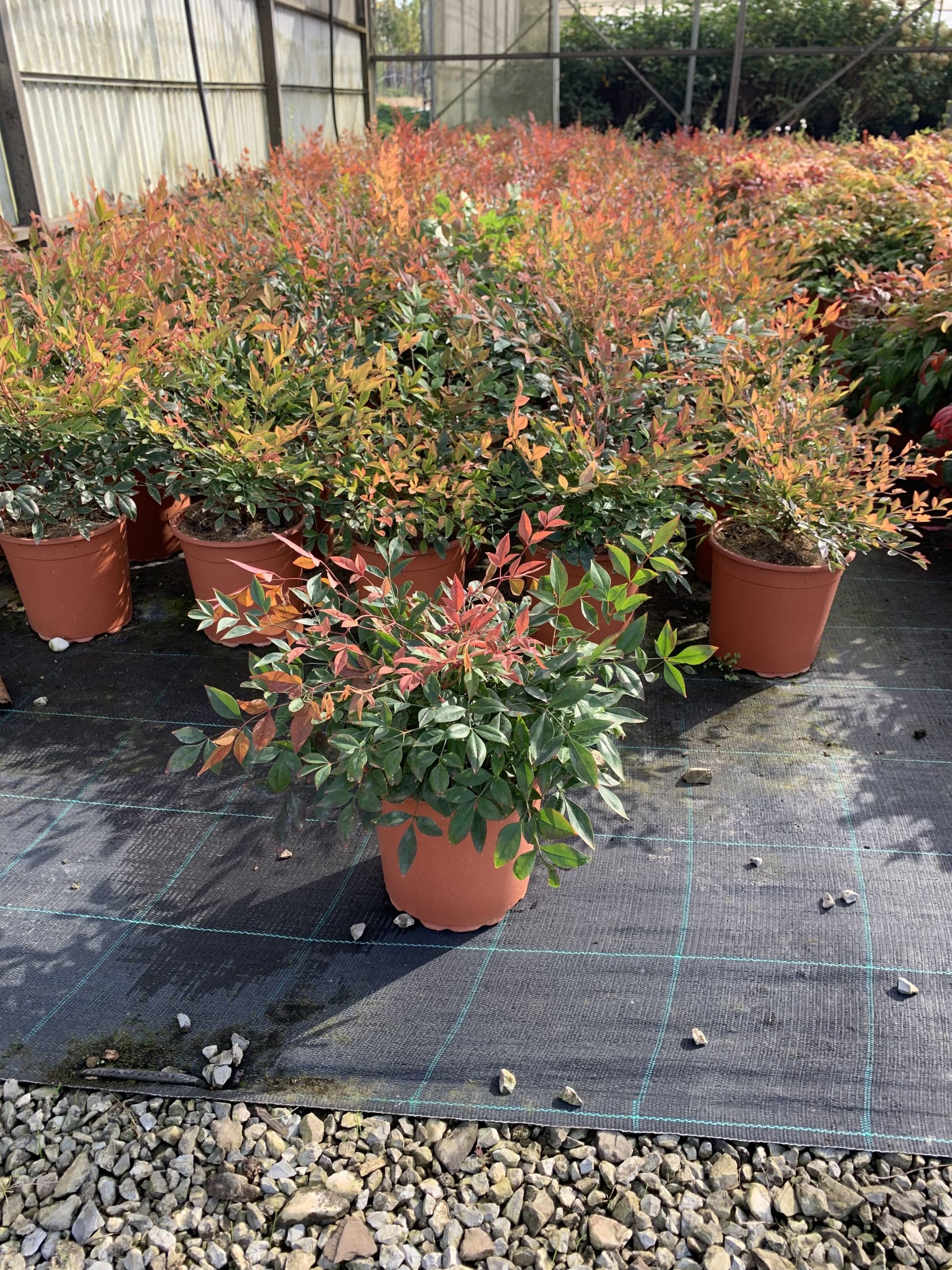 Nandina "Gulf Stream" - immagine 2